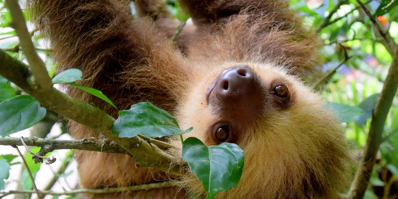 Un paresseux accroché à une branche dans la forêt tropicale, au Costa Rica