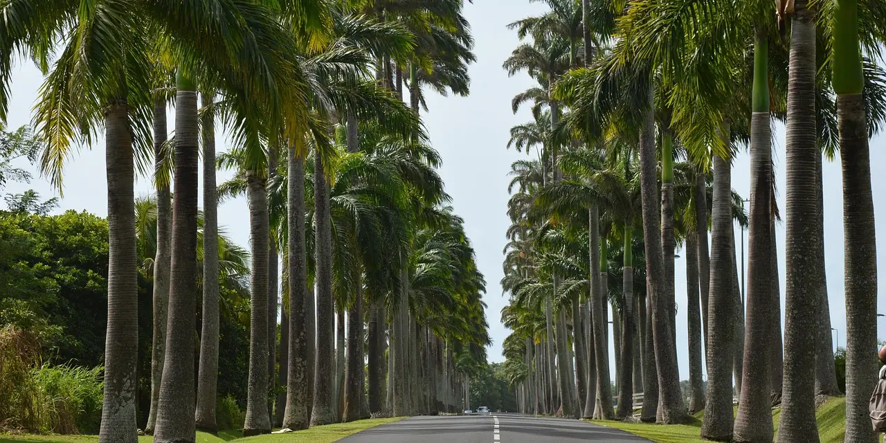 L'allée Dumanoir bordée de palmiers royaux, en Guadeloupe