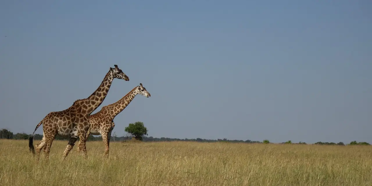 Deux girafes dans la savane du Masai Mara, au Kenya
