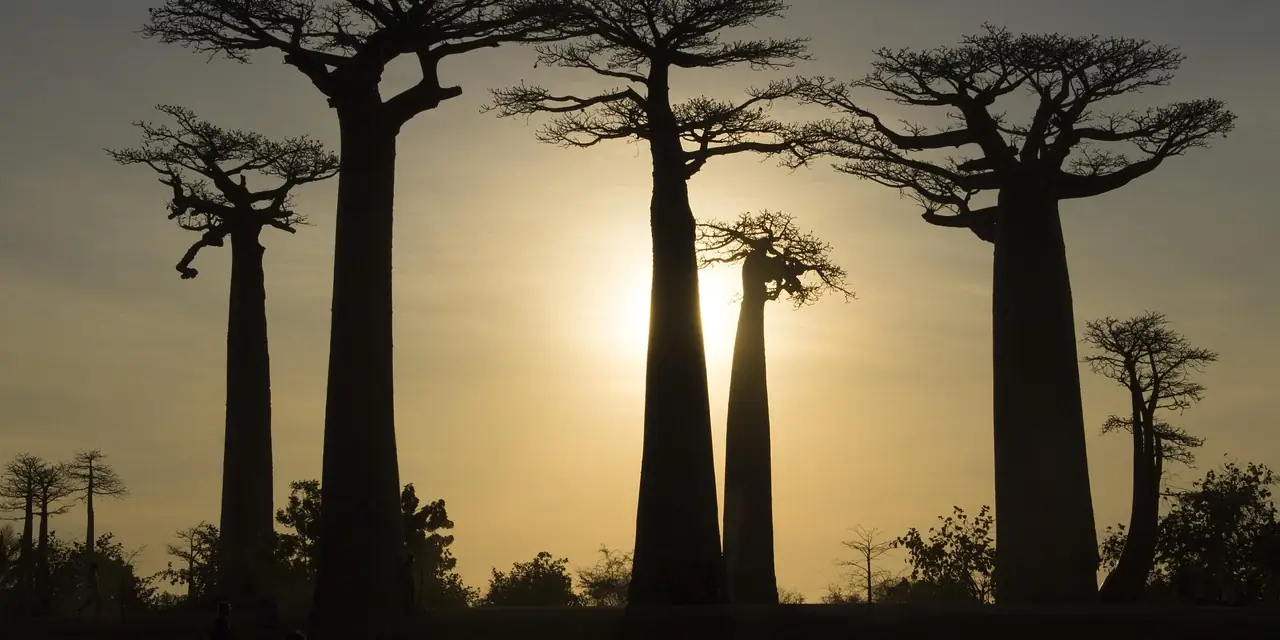 Baobabs à contre-jour au crépuscule, à Madagascar