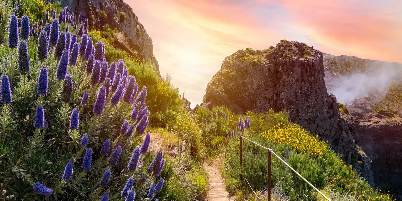 Sentier fleuri vers le Pico Ruivo au lever du soleil, à Madère