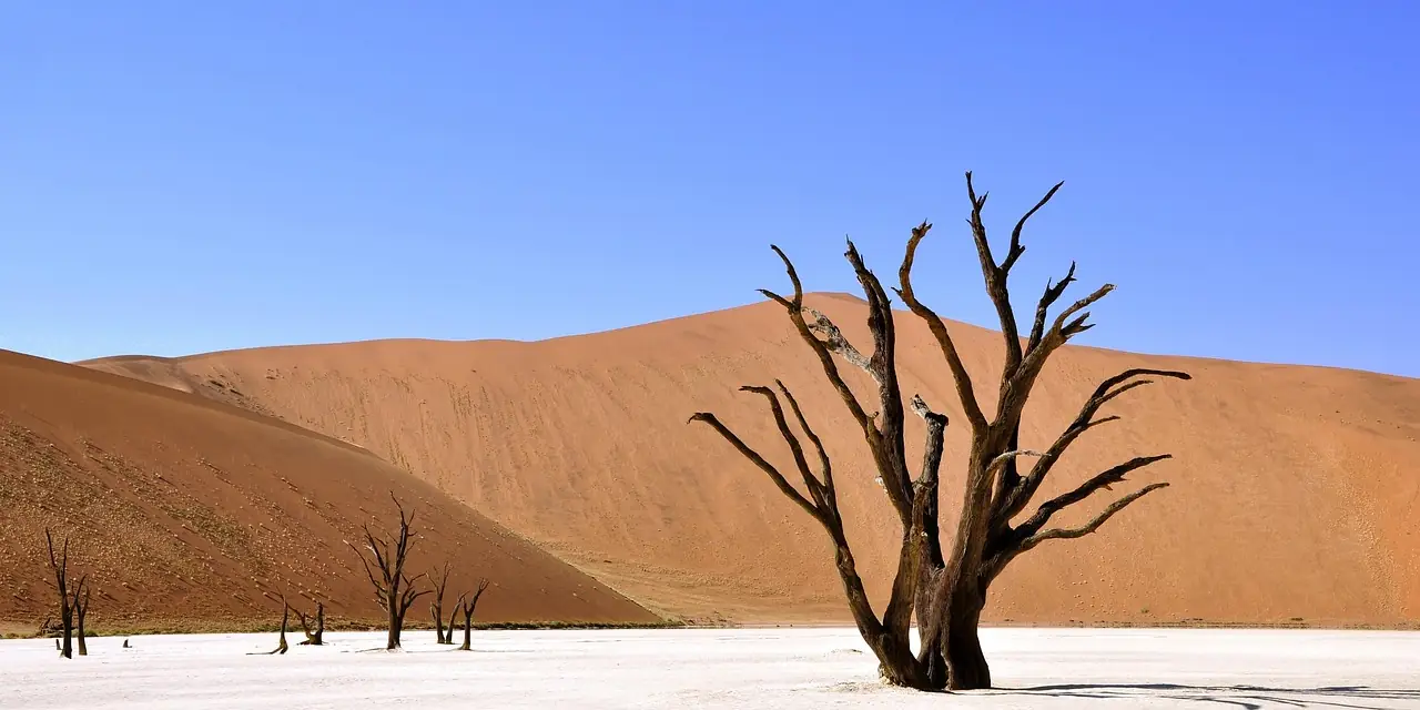 Arbres morts et dunes rouges de Deadvlei, en Namibie