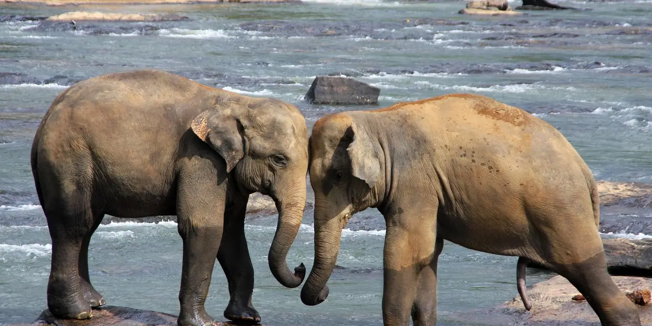 Deux éléphants au bord d'une rivière, au Sri Lanka